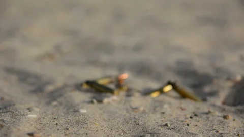 Signs of war. Empty bullet cases on the sand	 Vídeos de archivo 91061586