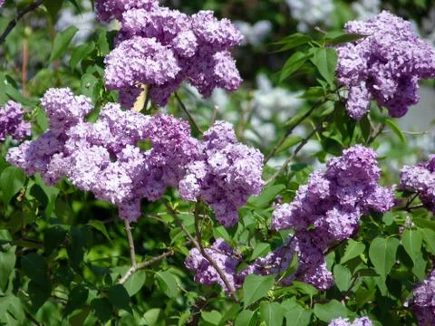 At Sihastrie MOnastery Stock Photos