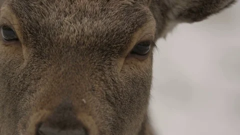 Sika deer - 5k red epic footage  Stock Footage 83469927