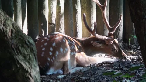 A sika deer is basking contentedly in the sunlight and licking its own foot Stock Footage 282516467