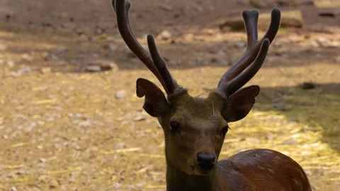  A sika deer buck Stock Footage 249736318