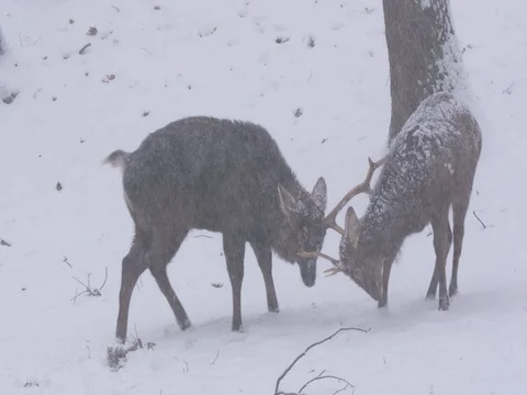 Sika deer (Cervus nippon) fighting in heavy snowfall Video stock 84876676
