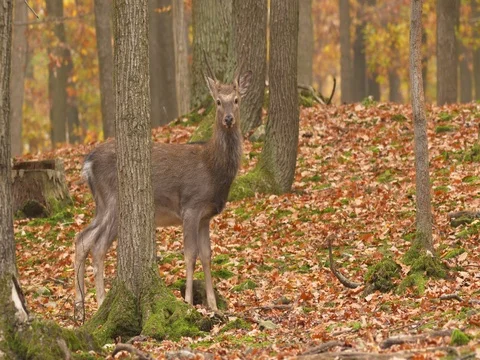 Sika deer (Cervus nippon) Stock Footage 81515132