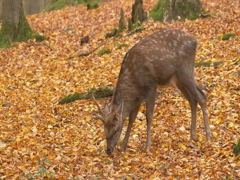 Sika deer (Cervus nippon) Stock Footage 81537735