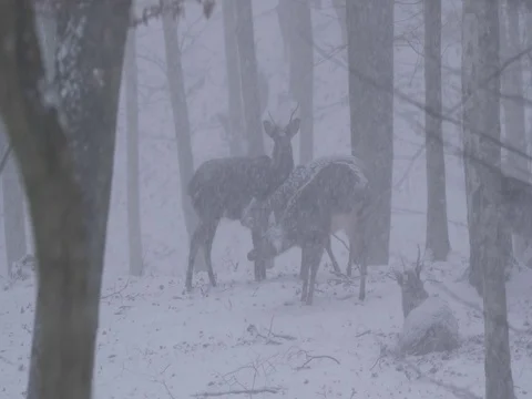 Sika deer (Cervus nippon)  in heavy snowfall Stock-Footage 84875944
