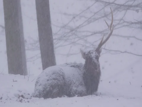 Sika deer (Cervus nippon)  in heavy snowfall Video stock 84876212