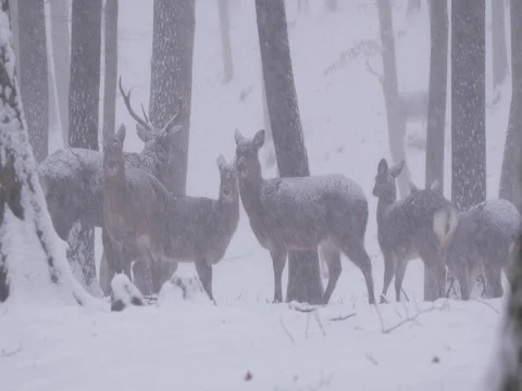 Sika deer (Cervus nippon)  in heavy snowfall Stock Footage 84876446