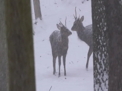Sika deer (Cervus nippon)  in heavy snowfall Vídeo Stock 84876545