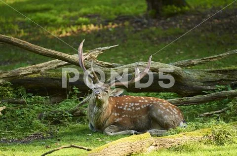 Sika deer Cervus nippon male lying Bavaria Germany Europe Stock Photos