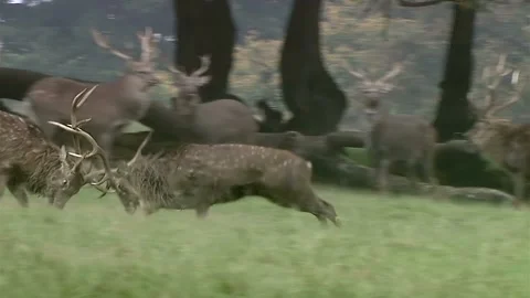 Sika Deer (Cervus nippon) Two Stags fight Stock Footage 253717858