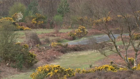 Sika deer (Cervus nippon) walking onto Hartland moor having crossed the road Stock Footage 204741430