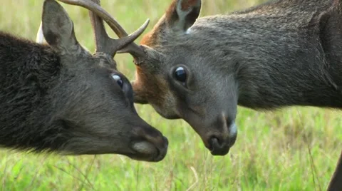 Sika Deer, Cervus nippon, Young males sparring Stock Footage 40367606