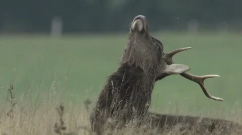 Sika Deer, Cervus nippon, Young male neck stretching after fight Stock Footage 40367739