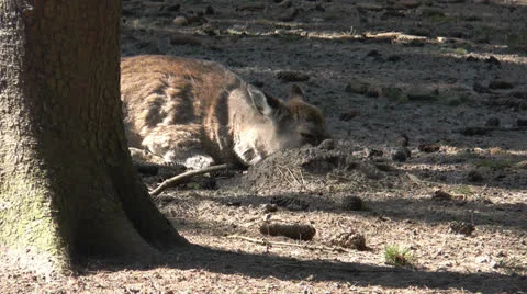 Sika deer chewing at a branch Stock Footage 22721947