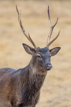 Sika Deer close up Stock Photos
