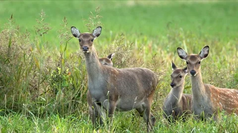 Sika Deer Cows Staring at Camera – Lush Green Light 8K Cinematic Wildlife Stock-Footage 320188813