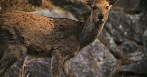 Sika Deer Doe Standing Among Rocks in Hiroshima Japan Stock Footage 344231269