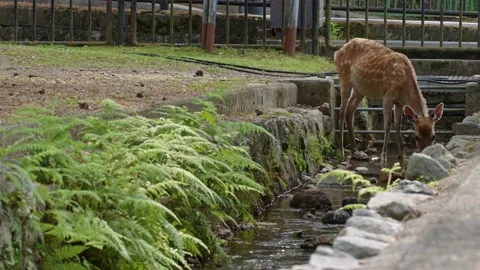 A sika deer drinking from a stream. Stock Footage 197088183