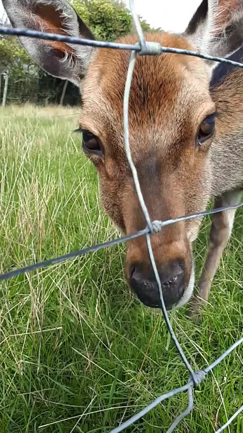 Sika Deer Eating Grass - Close Up, County Wicklow, Ireland Stock Footage 338391108