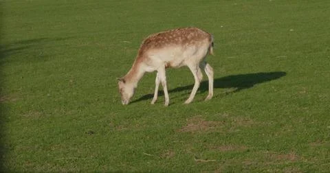 Sika deer eats grass in a meadow surrounded by a fence at the zoo. A beautiful Stock Photos