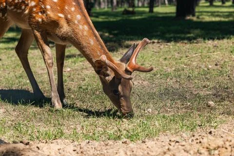 Sika deer eats grass in a meadow surrounded by a fence at the zoo. A beauti.. Stock Photos