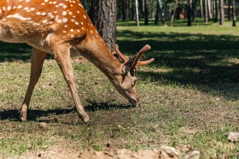 Sika deer eats grass in a meadow surrounded by a fence at the zoo. A beauti.. Stock Photos