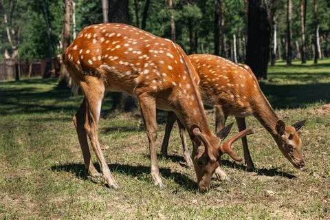 Sika deer eats grass in a meadow surrounded by a fence at the zoo. A beauti.. Stock Photos