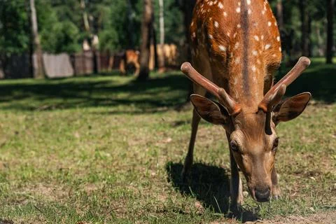 Sika deer eats grass in a meadow surrounded by a fence at the zoo. A beauti.. Stock Photos