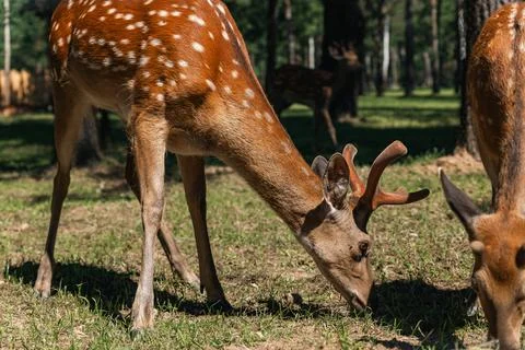 Sika deer eats grass in a meadow surrounded by a fence at the zoo. A beauti.. Stock Photos