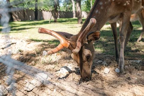 Sika deer eats grass in a meadow surrounded by a fence at the zoo. A beauti.. Stock Photos