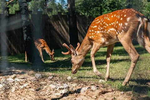 Sika deer eats grass in a meadow surrounded by a fence at the zoo. A beauti.. Stock Photos