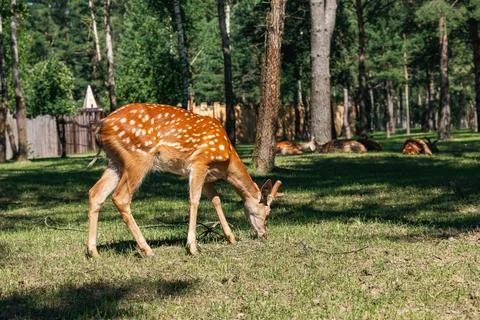 Sika deer eats grass in a meadow surrounded by a fence at the zoo. A beauti.. Stock Photos