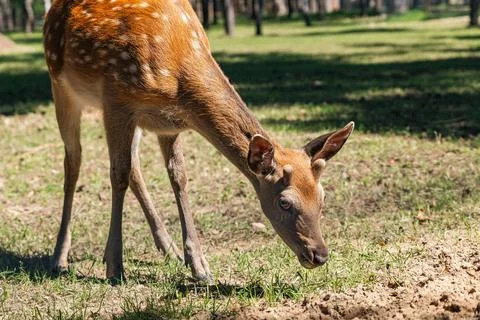 Sika deer eats grass in a meadow surrounded by a fence at the zoo. A beauti.. Stock Photos