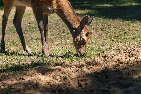Sika deer eats grass in a meadow surrounded by a fence at the zoo. A beauti.. Stock Photos