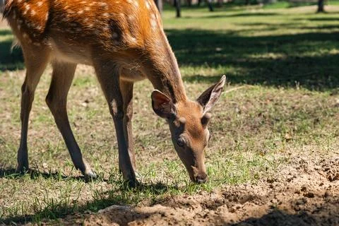 Sika deer eats grass in a meadow surrounded by a fence at the zoo. A beauti.. Stock Photos