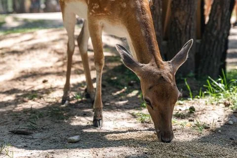 Sika deer eats grass in a meadow surrounded by a fence at the zoo. A beauti.. Stock Photos