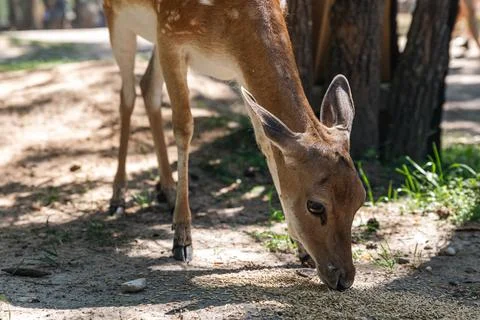 Sika deer eats grass in a meadow surrounded by a fence at the zoo. A beauti.. Stock Photos
