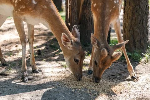 Sika deer eats grass in a meadow surrounded by a fence at the zoo. A beauti.. Stock Photos