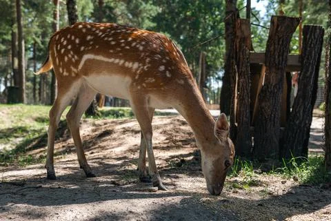 Sika deer eats grass in a meadow surrounded by a fence at the zoo. A beauti.. Stock Photos