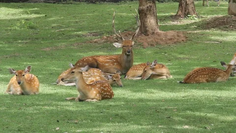 Sika deer In the field 動画素材 107632685