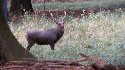 Sika deer Stock Footage 8961073