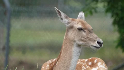 Sika Deer Stock Footage 311944518