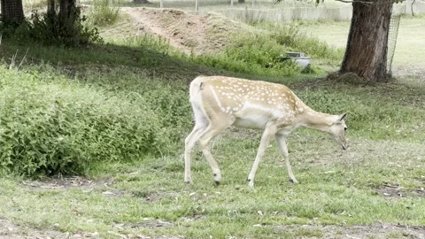 Sika Deer Stock Footage 311956669