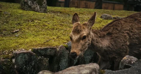 Sika Deer Foraging on Stone Path in Japanese Garden Stock Footage 344702120