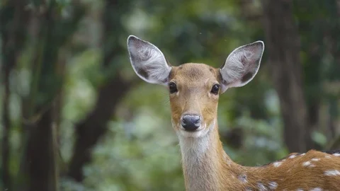 Sika deer in forest Stock Footage 94259324