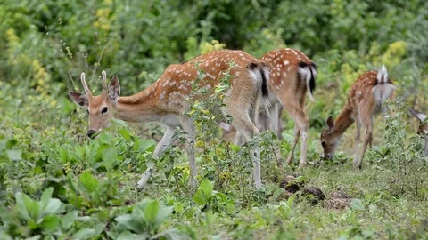 Sika deer in the forest Stock Footage 95306410