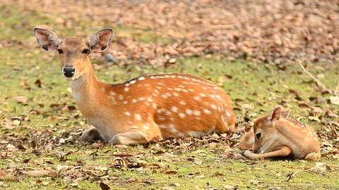 Sika deer in the forest Stock Footage 95307813