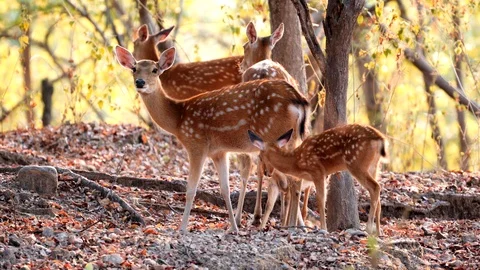 Sika deer in the forest Stock Footage 106121092