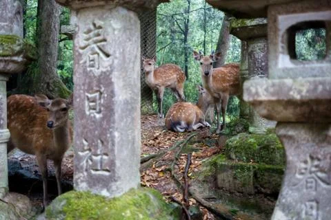 Sika Deer in the forest near Kasugataisha Kurumayadori temple, Nara, Japan Stock Photos