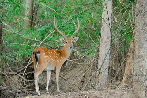 Sika deer in forest Foto stock